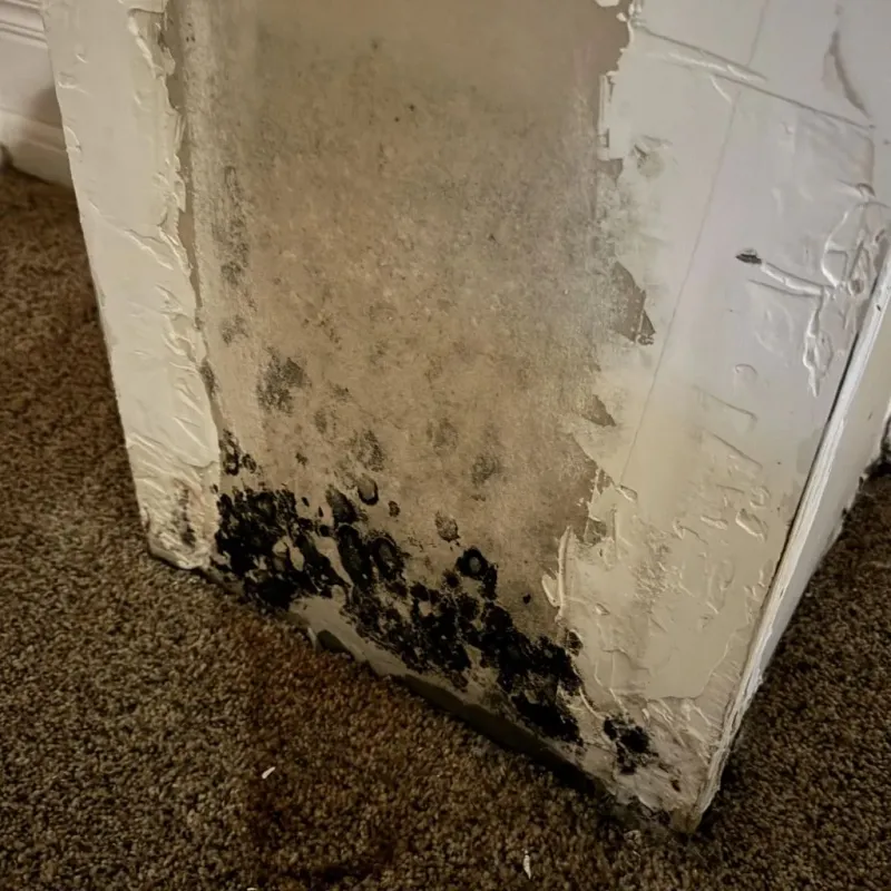 Professional Mold Removal in Clark County, WA